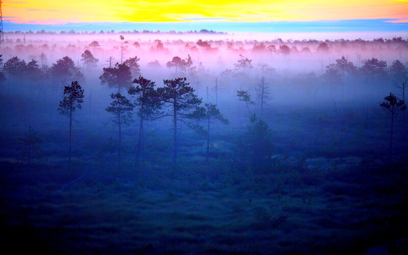 Pine Trees in Mist — Blue