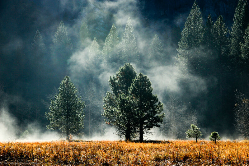 Pine Trees in Mist — Green, Misty