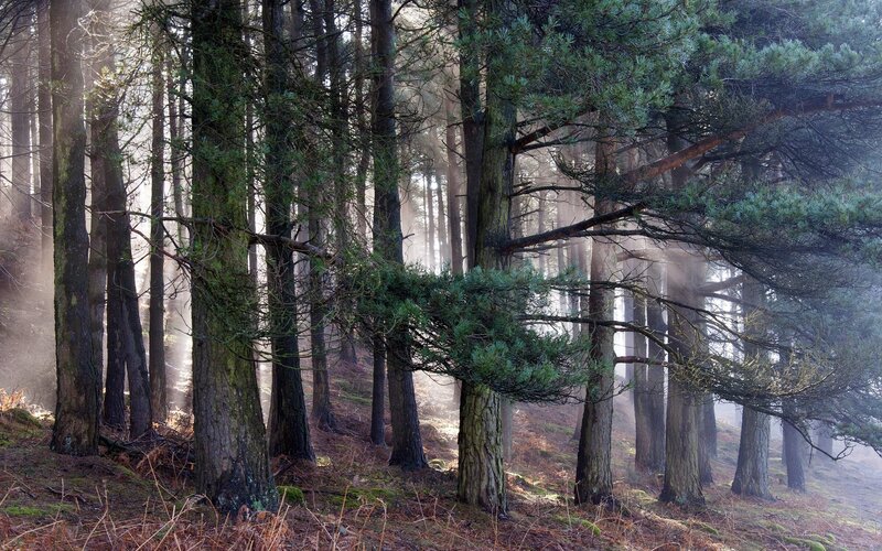 Pine Trees in Mist — Green, Serene, Morning