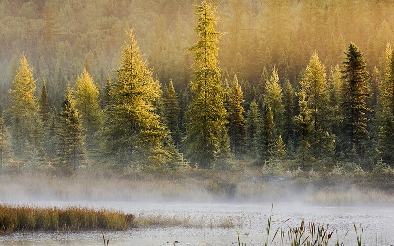 Pine Trees in Mist — Green, Serene