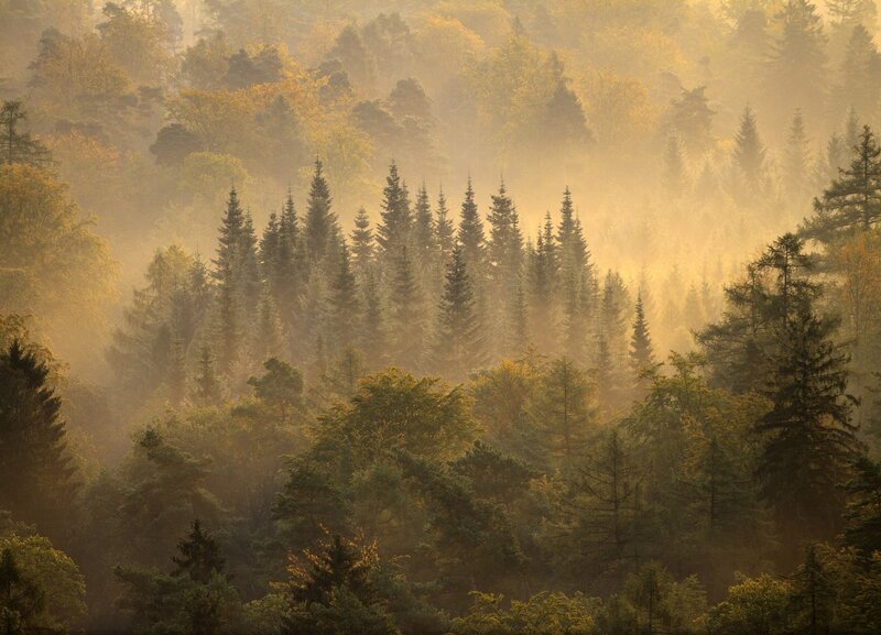 Pine Trees in Mist