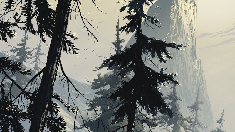 Pine Trees in Mountain Forest