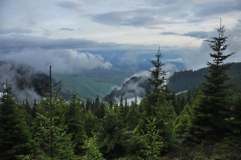 Pine Trees in Mountain Valley — Green, Misty