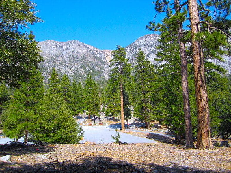 Pine Trees in Mountain Valley — Green