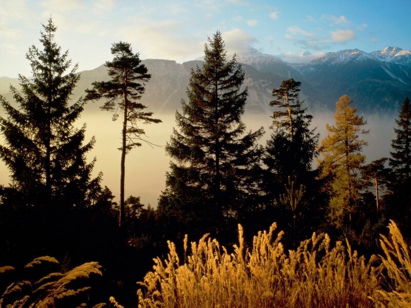 Pine Trees in Mountain Valley