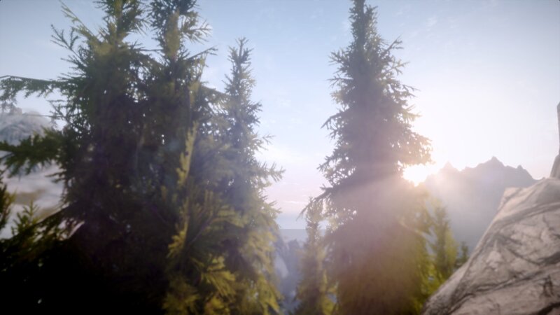 Pine Trees in Mountains — Green