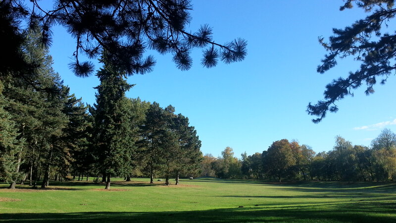 Pine Trees in Park — Green, Serene