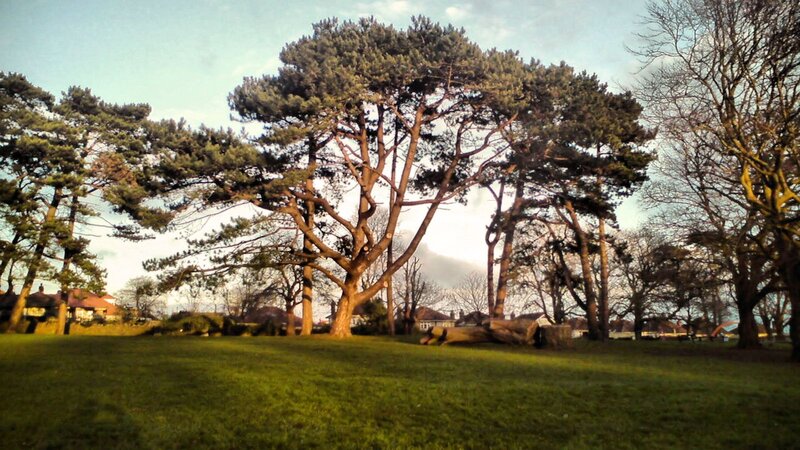 Pine Trees in Park — Green