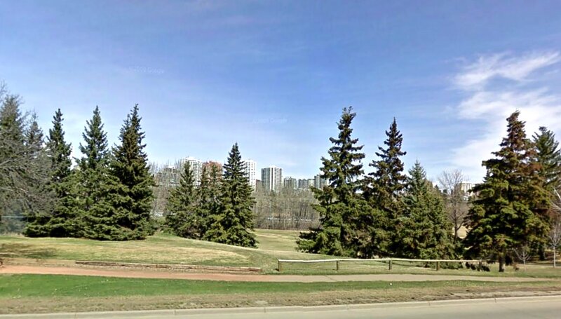 Pine Trees in Park