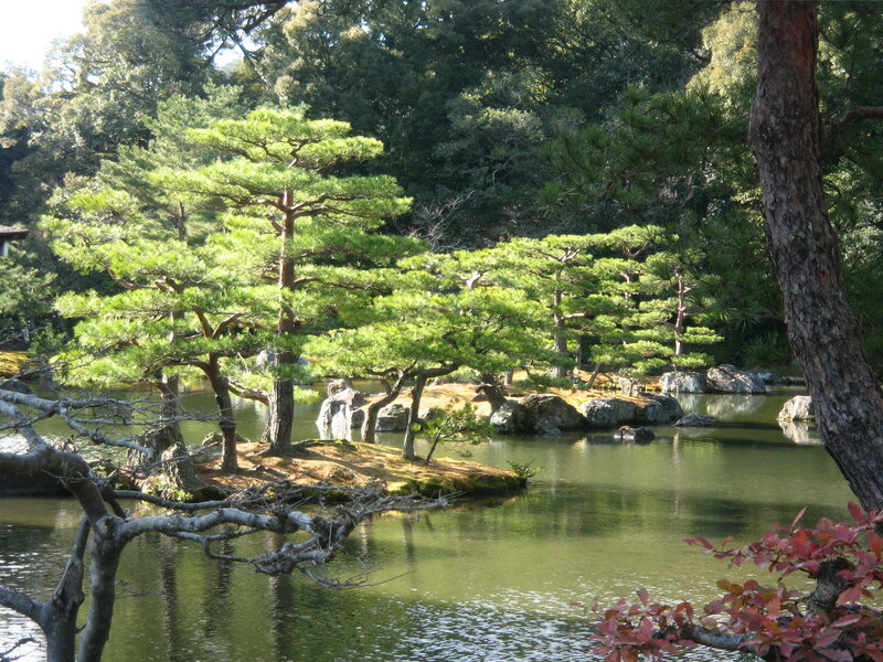 Pine Trees in Pond
