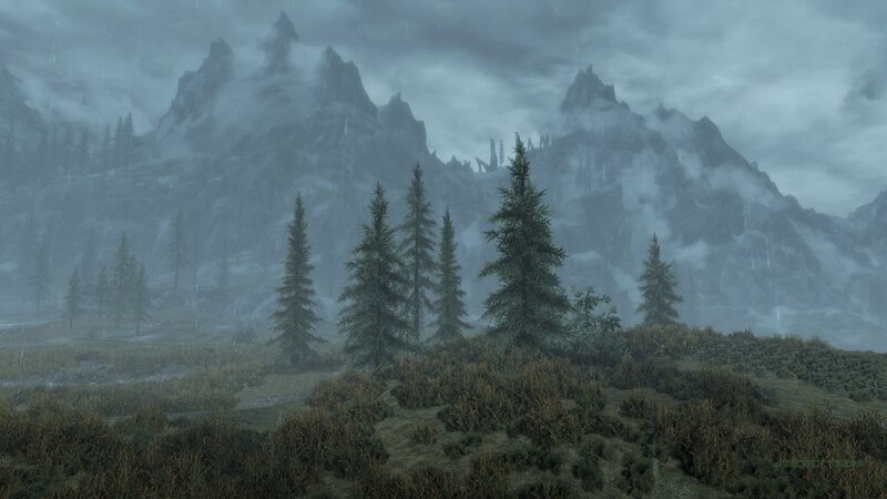 Pine Trees in Rain