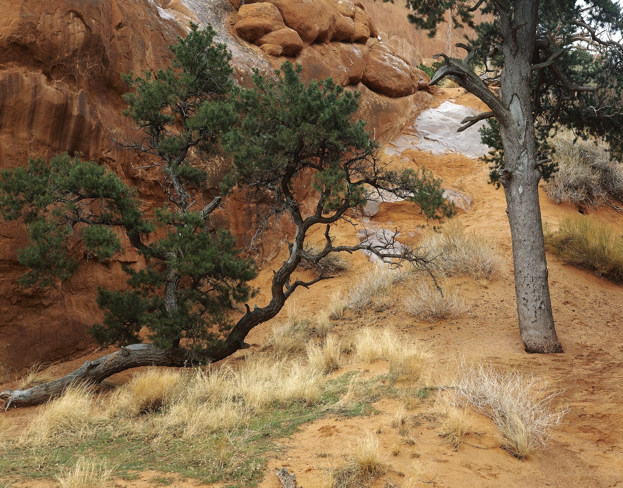 Pine trees in red rock canyon