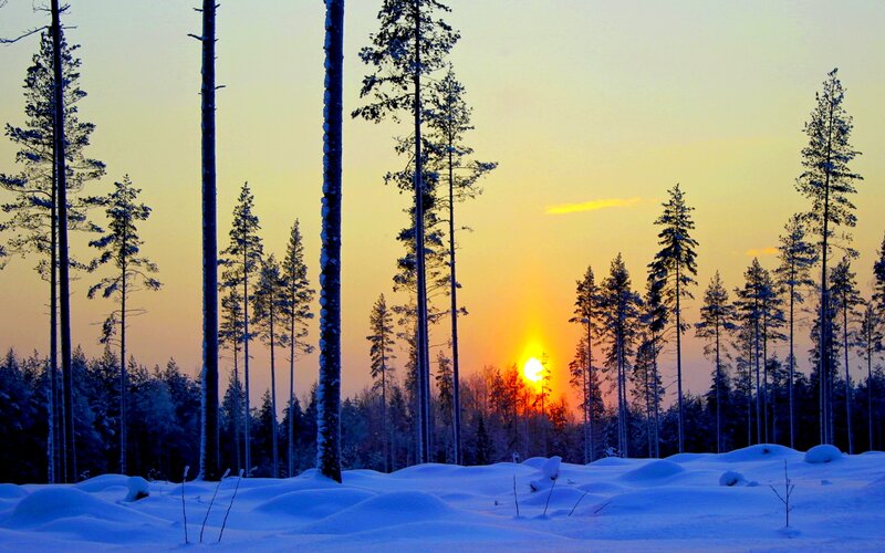 Pine Trees in Snow — Blue, Serene, Sunset