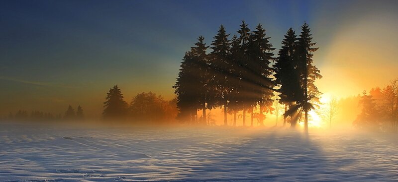 Pine Trees in Snow — Blue, Serene