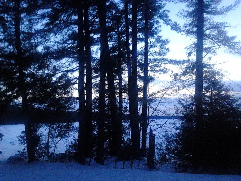 Pine Trees in Snow — Blue, Serene, Winter, Photograph