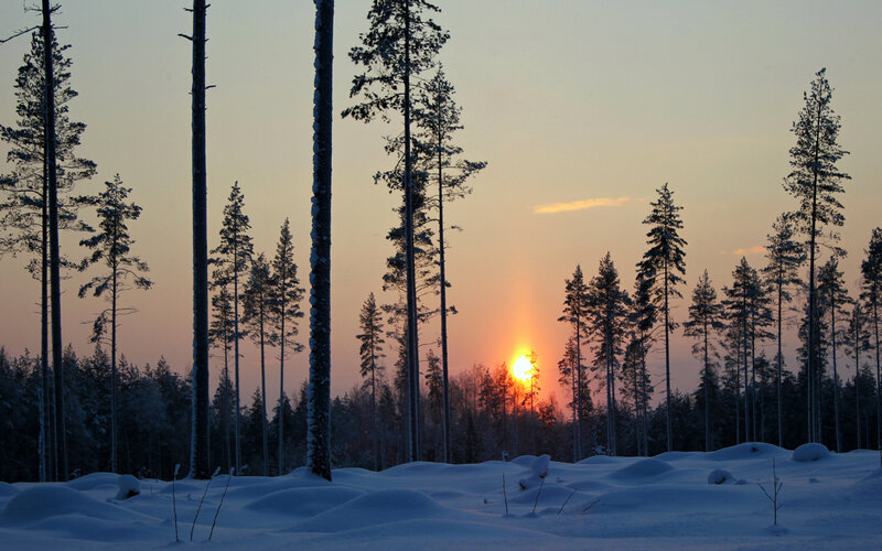 Pine Trees in Snow — Blue, Serene, Winter