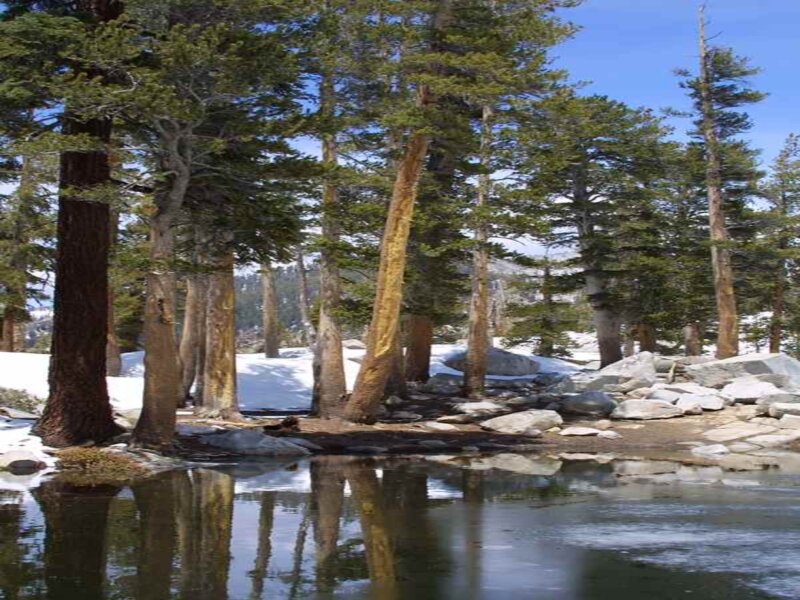 Pine Trees in Snow — Green