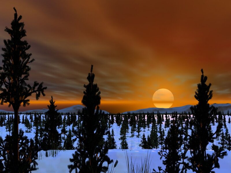 Pine Trees in Snow — Orange