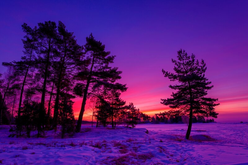 Pine Trees in Snow — Purple, Dramatic