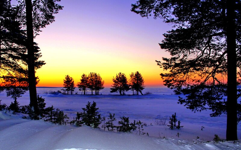 Pine Trees in Snow — Purple