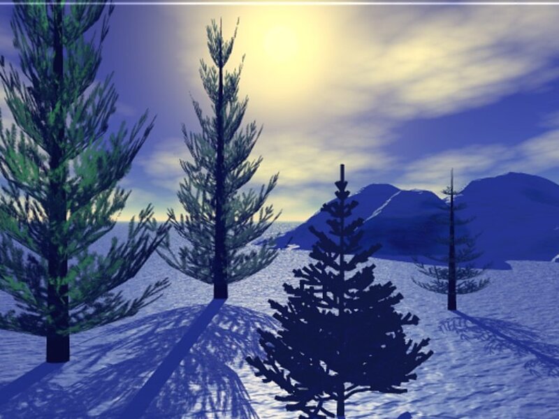 Pine Trees in Snow