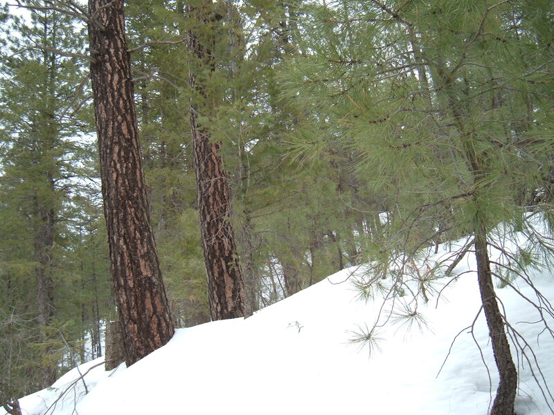 Pine Trees in Snow — White, Calm