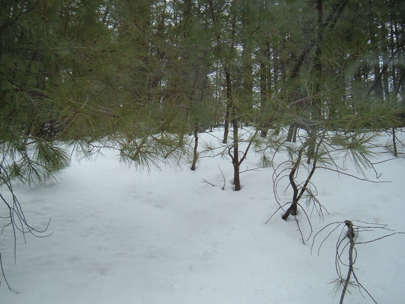 Pine Trees in Snow — White, Calm, Winter