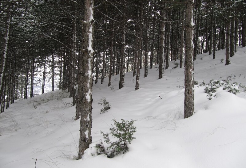 Pine Trees in Snow — White, Serene