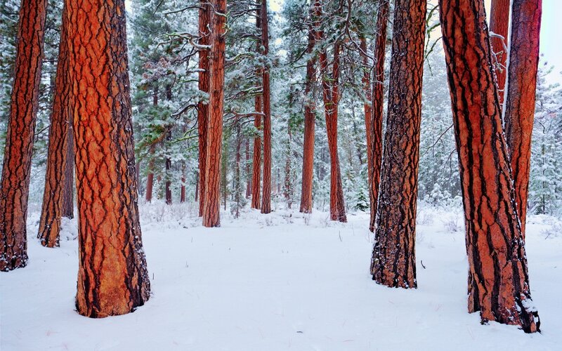 Pine Trees in Snow — White, Serene, Winter, Photograph, Forest