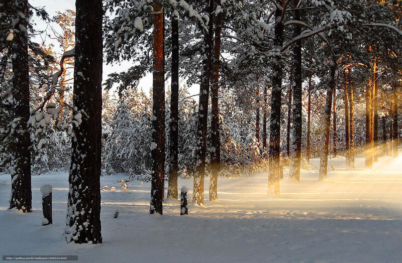 Pine Trees in Snow — White, Serene, Winter, Photograph, Sunlight