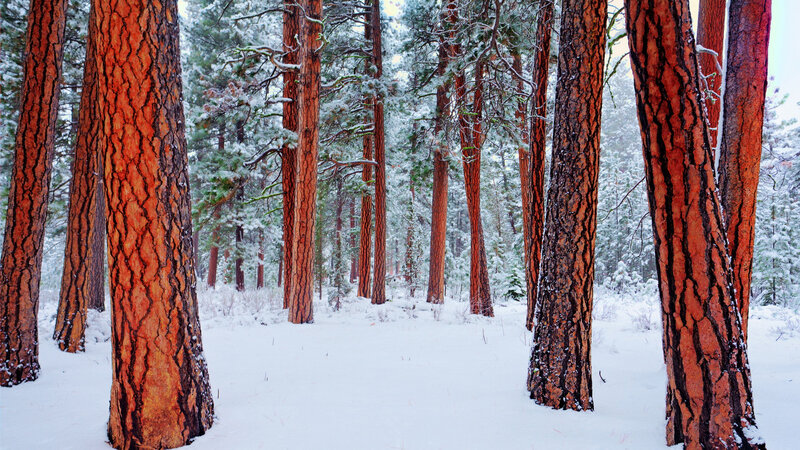 Pine Trees in Snow — White, Serene, Winter, Photograph