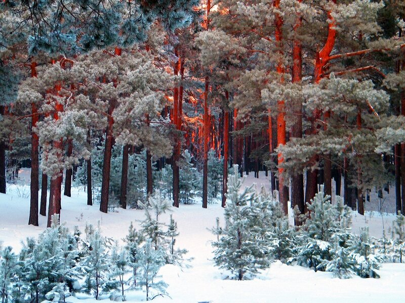 Pine Trees in Snow — White, Serene, Winter