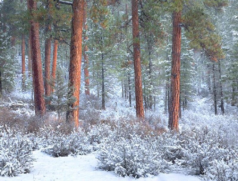 Pine Trees in Snow — White