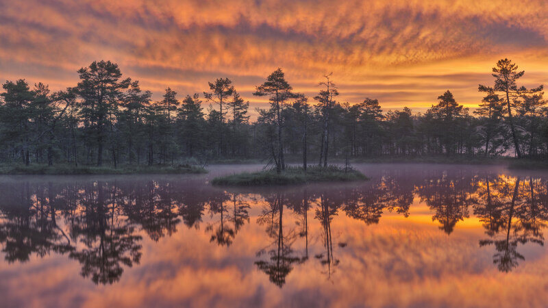 Pine Trees in Swamp — Orange, Serene