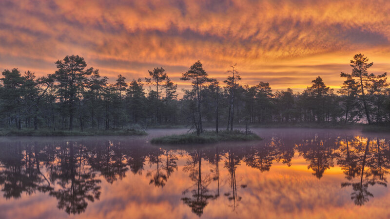 Pine Trees in Swamp — Orange