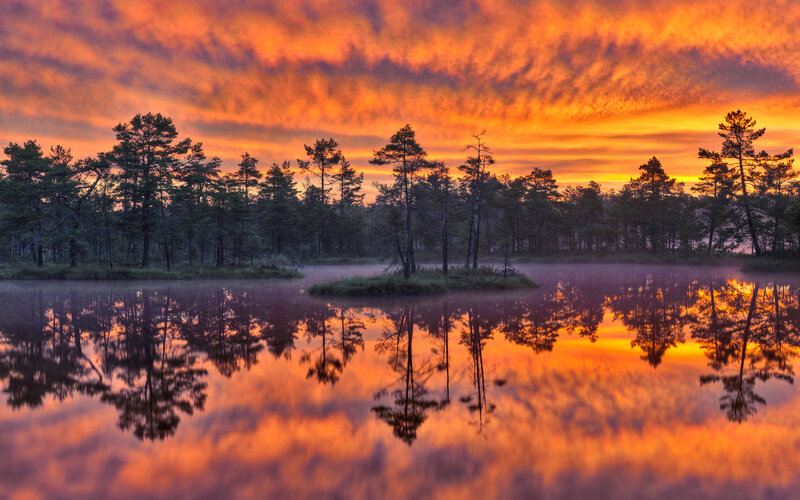 Pine Trees in Swamp