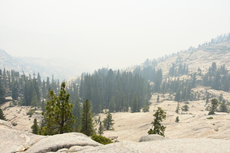 Pine Trees in Valley — Green, Hazy