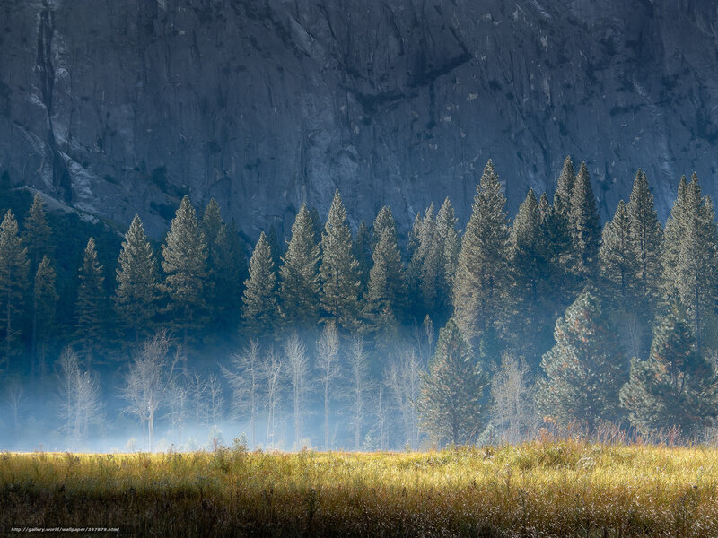Pine Trees in Valley — Green, Serene