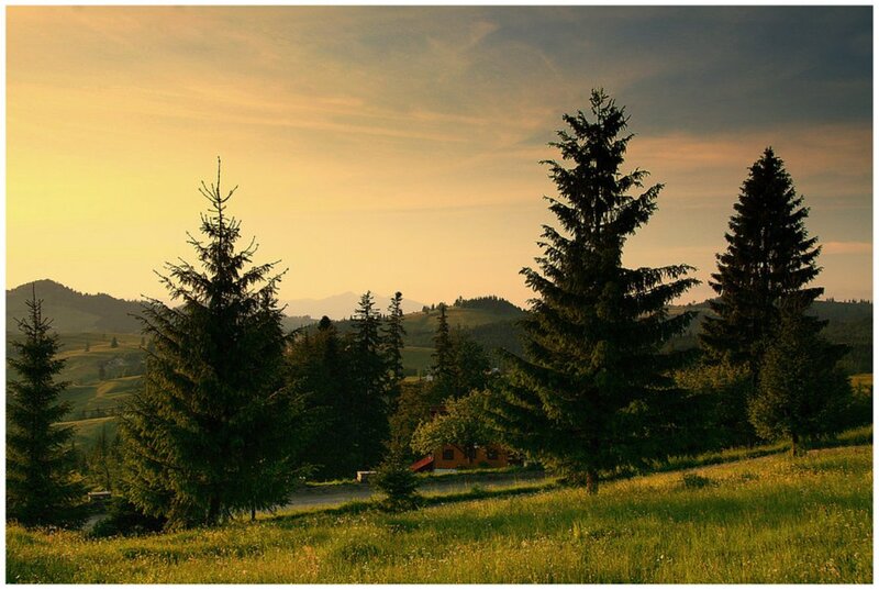 Pine Trees in Valley — Green