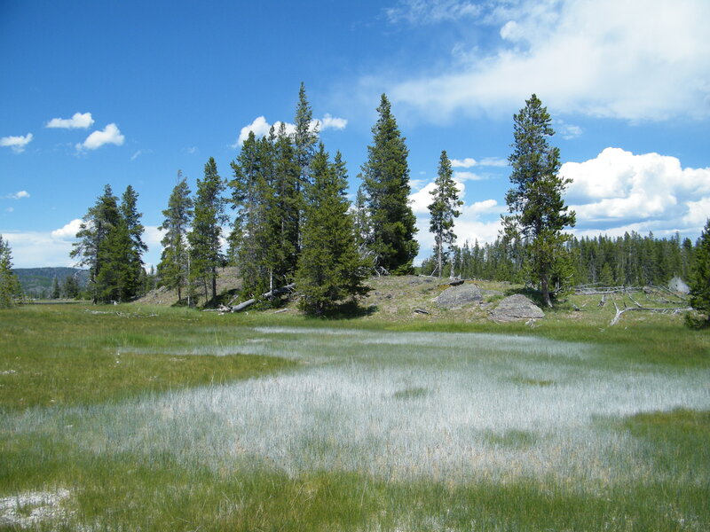 Pine Trees in Wetland