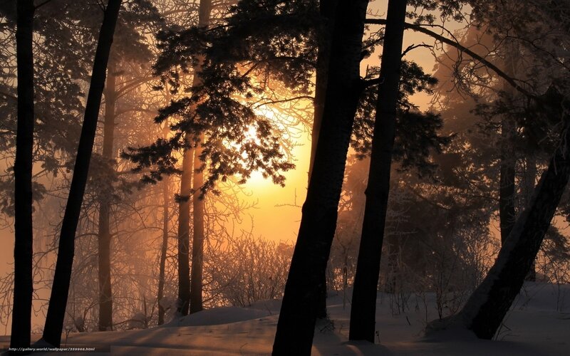 Pine Trees in Winter