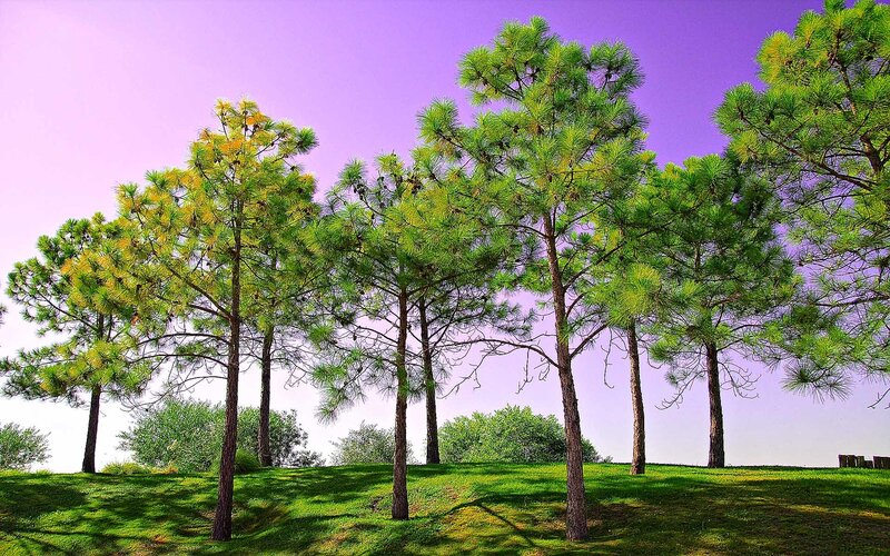 Pine trees on a grassy hill