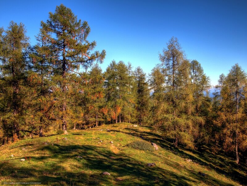 Pine Trees on a Hill — Green