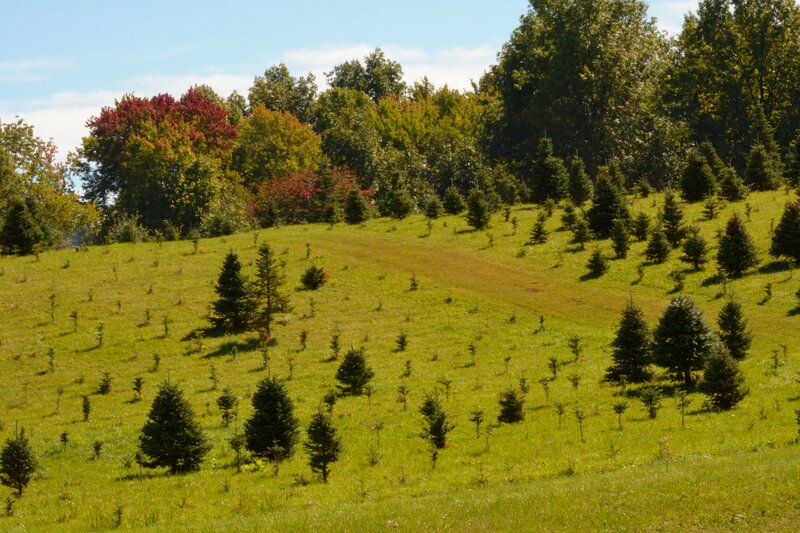 Pine Trees on a Hill