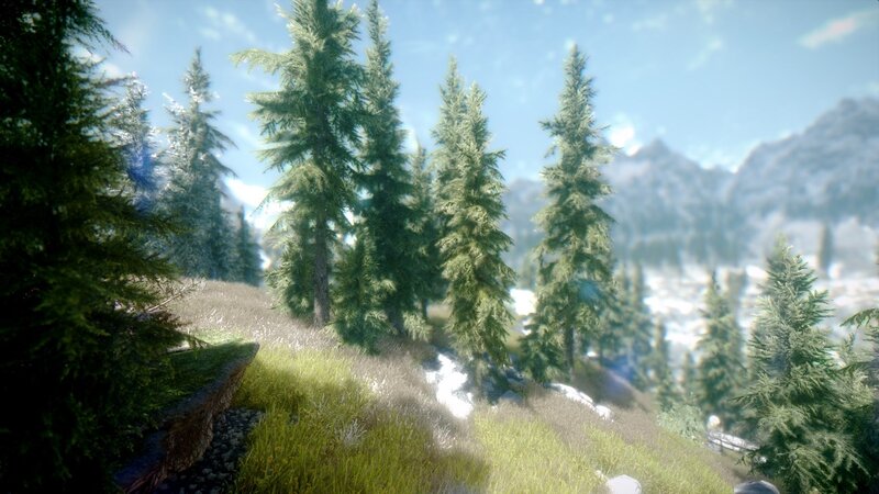 Pine Trees on a Hillside — Green, Serene, Afternoon