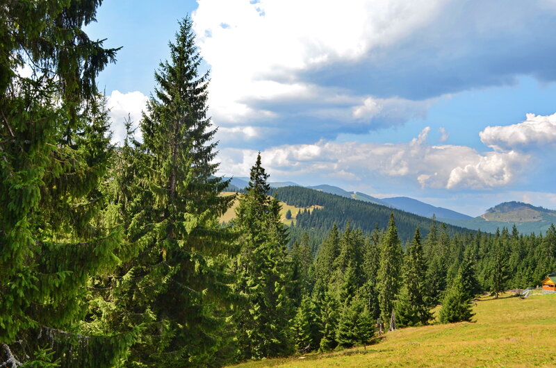 Pine Trees on a Hillside — Green, Serene