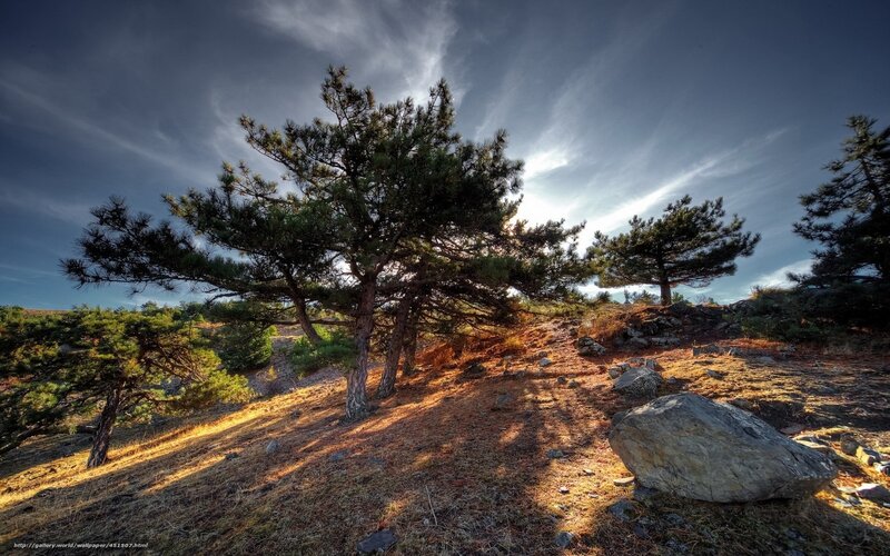 Pine trees on a hillside