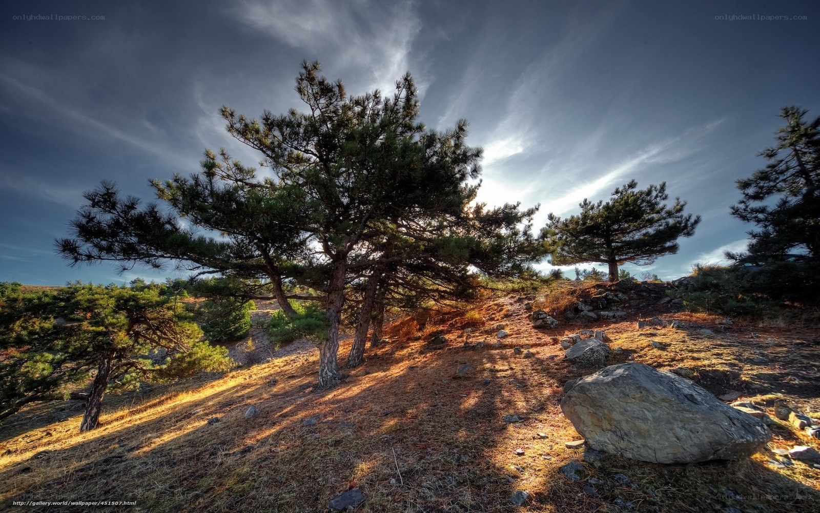 Pine trees on a hillside