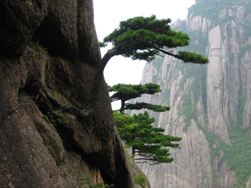 Pine trees on a mountain cliff