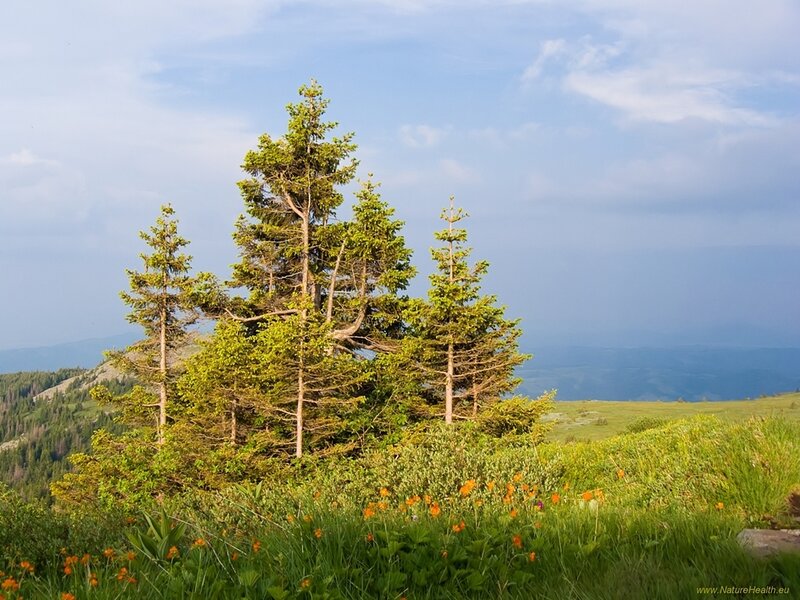 Pine trees on a mountain meadow